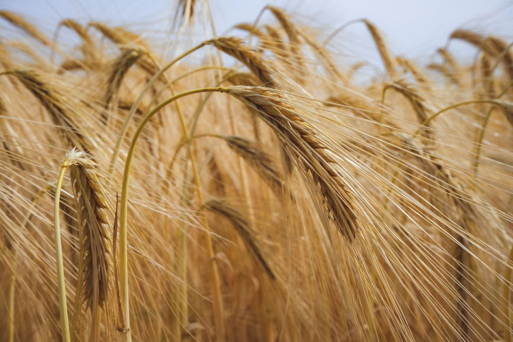 Harvest